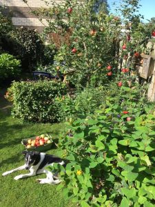 Hond Jip helpt juf Cunera met appels plukken