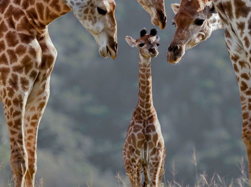 Giraffen